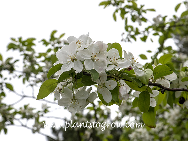 Gorgeous Ornamental Crabapple